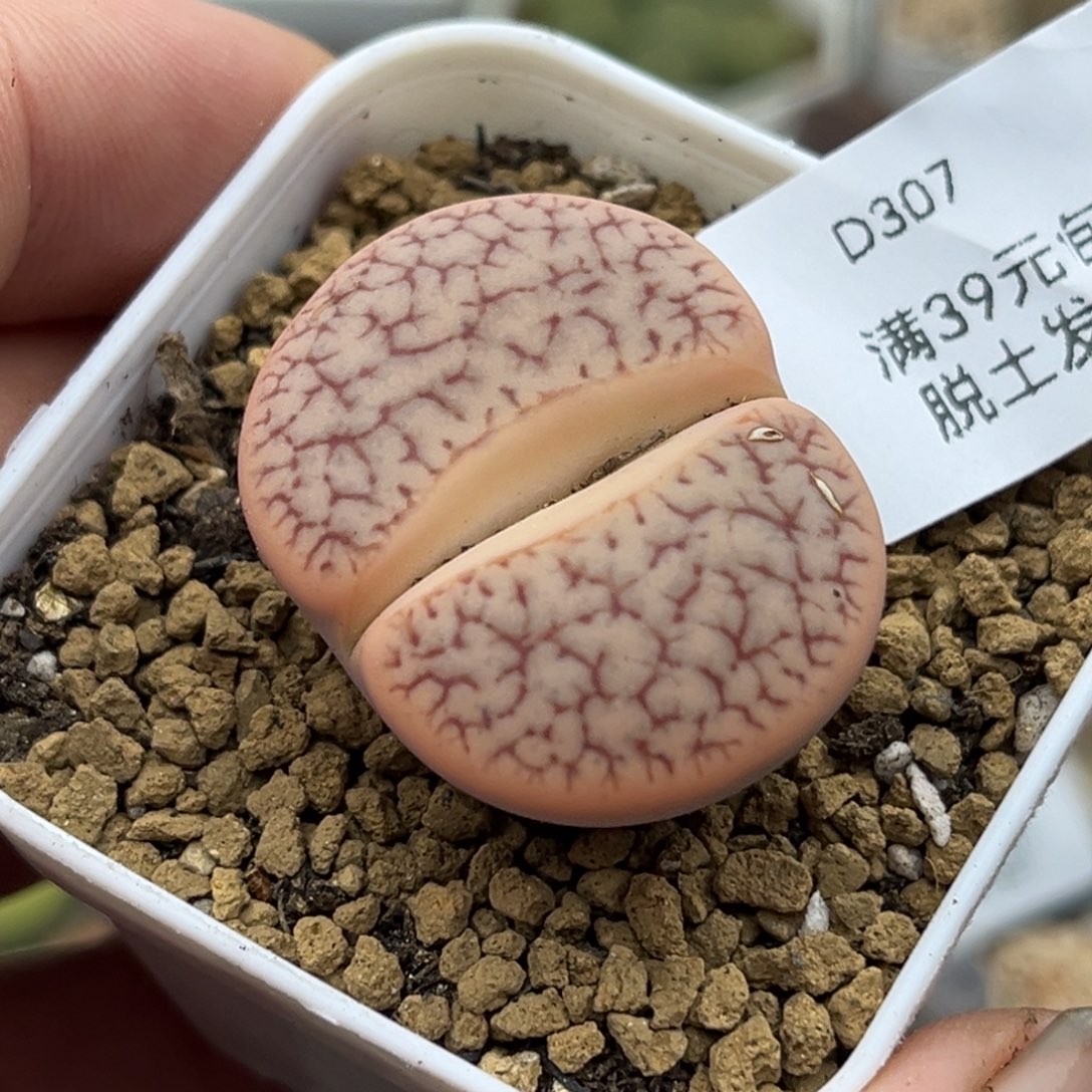 307多肉哈哈哈哈哈哈哈
