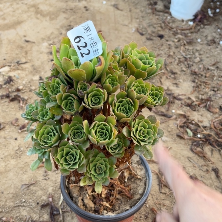 622绿玫瑰手捧1号