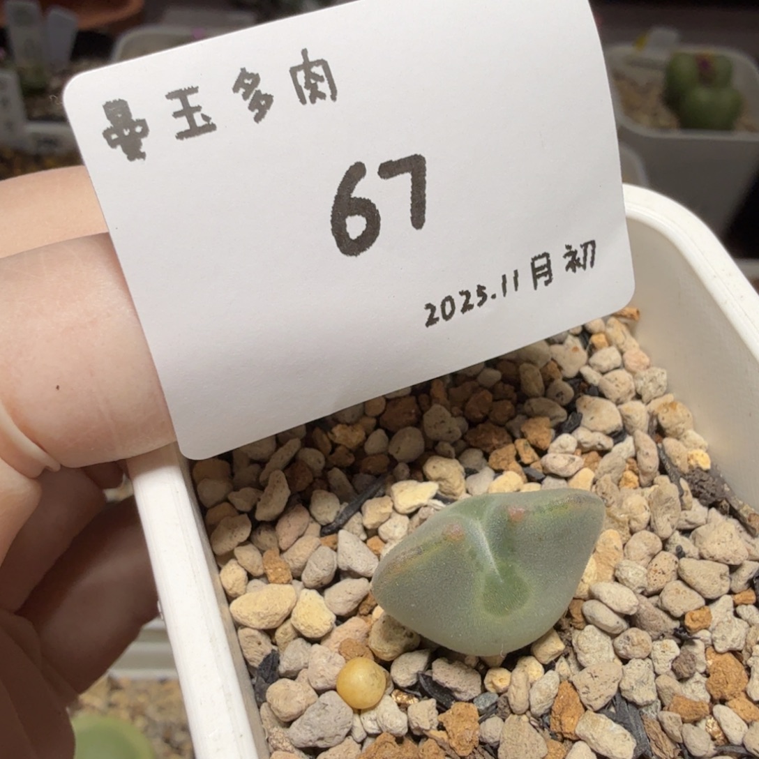 多肉多肉多肉11-067