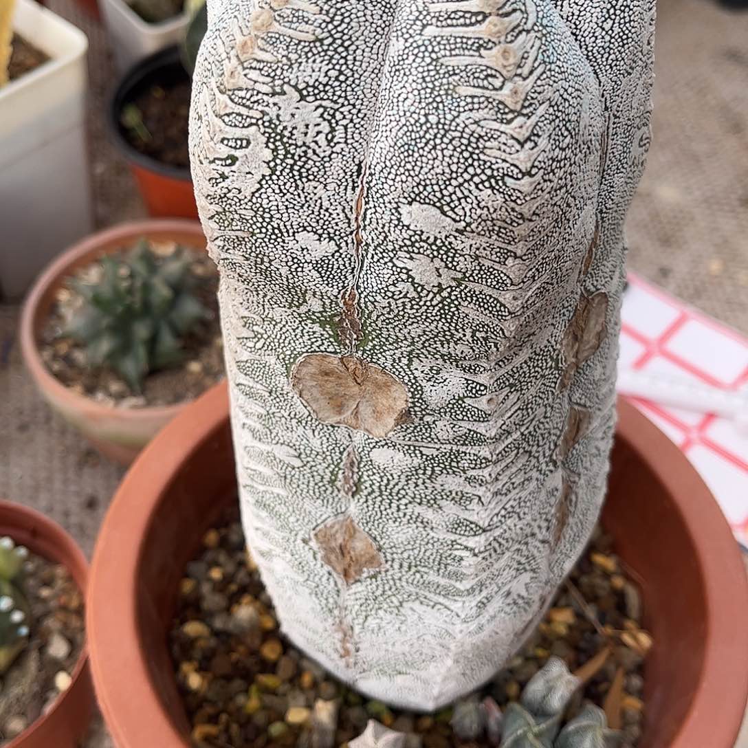 用***7无花朵嗯，总大可以壳