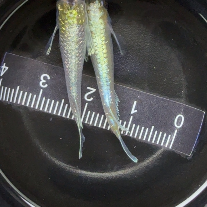 青鳉鱼宽鳍玛丽亚1号