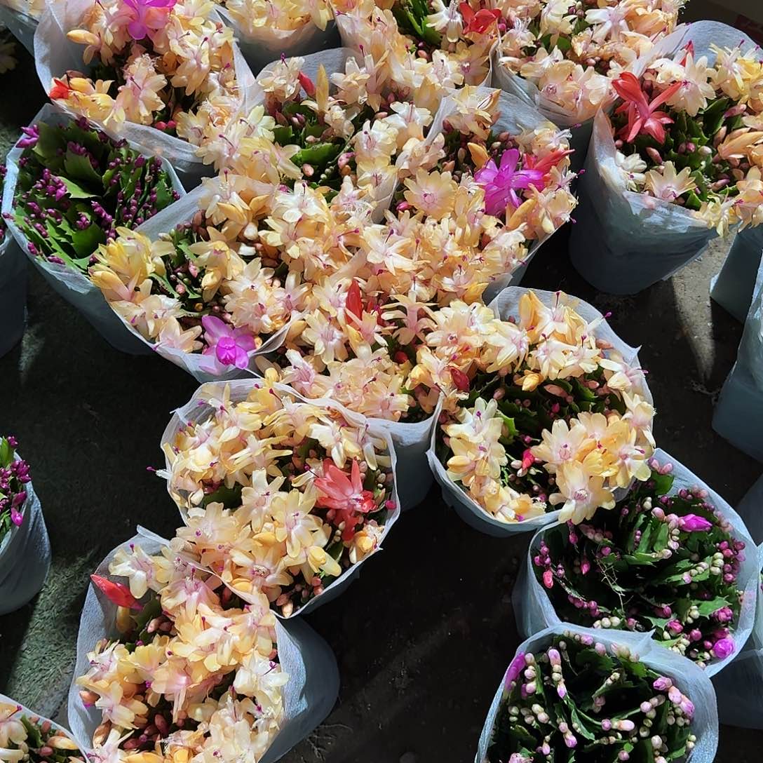 完全开放三色蟹爪兰