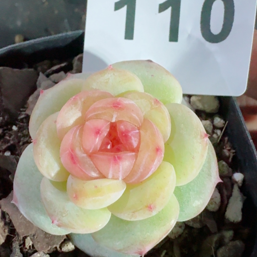 媚娘         精品多肉