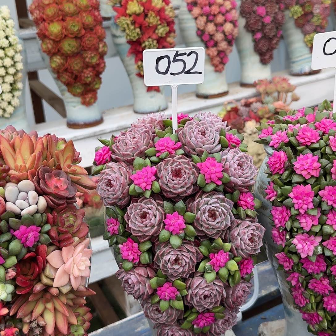 这个是052多肉植物