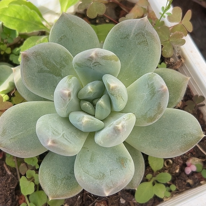 美人特价一物一拍美人