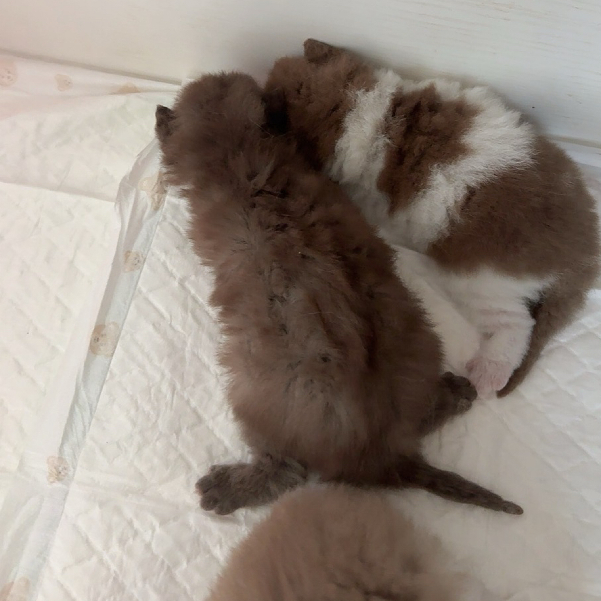 上门选购猫咪定金
