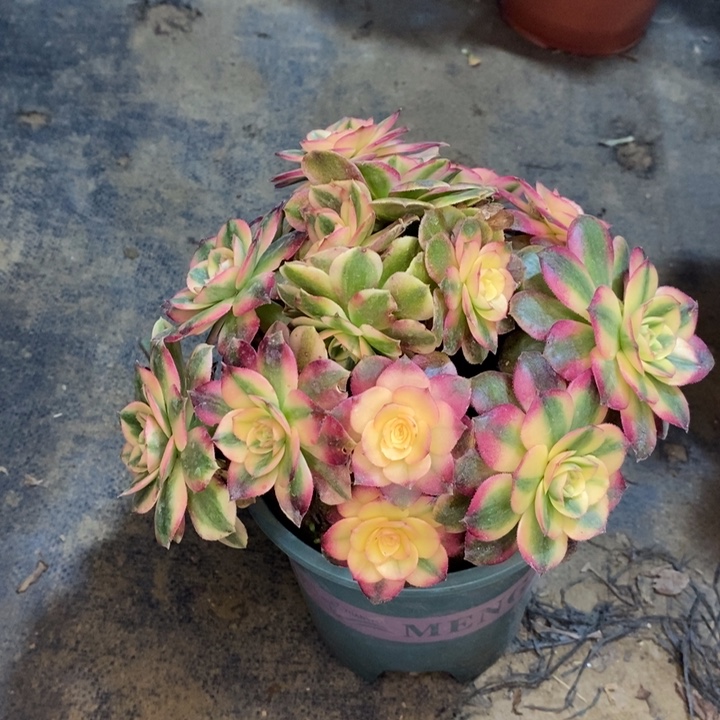 荔枝多肉植物22。  