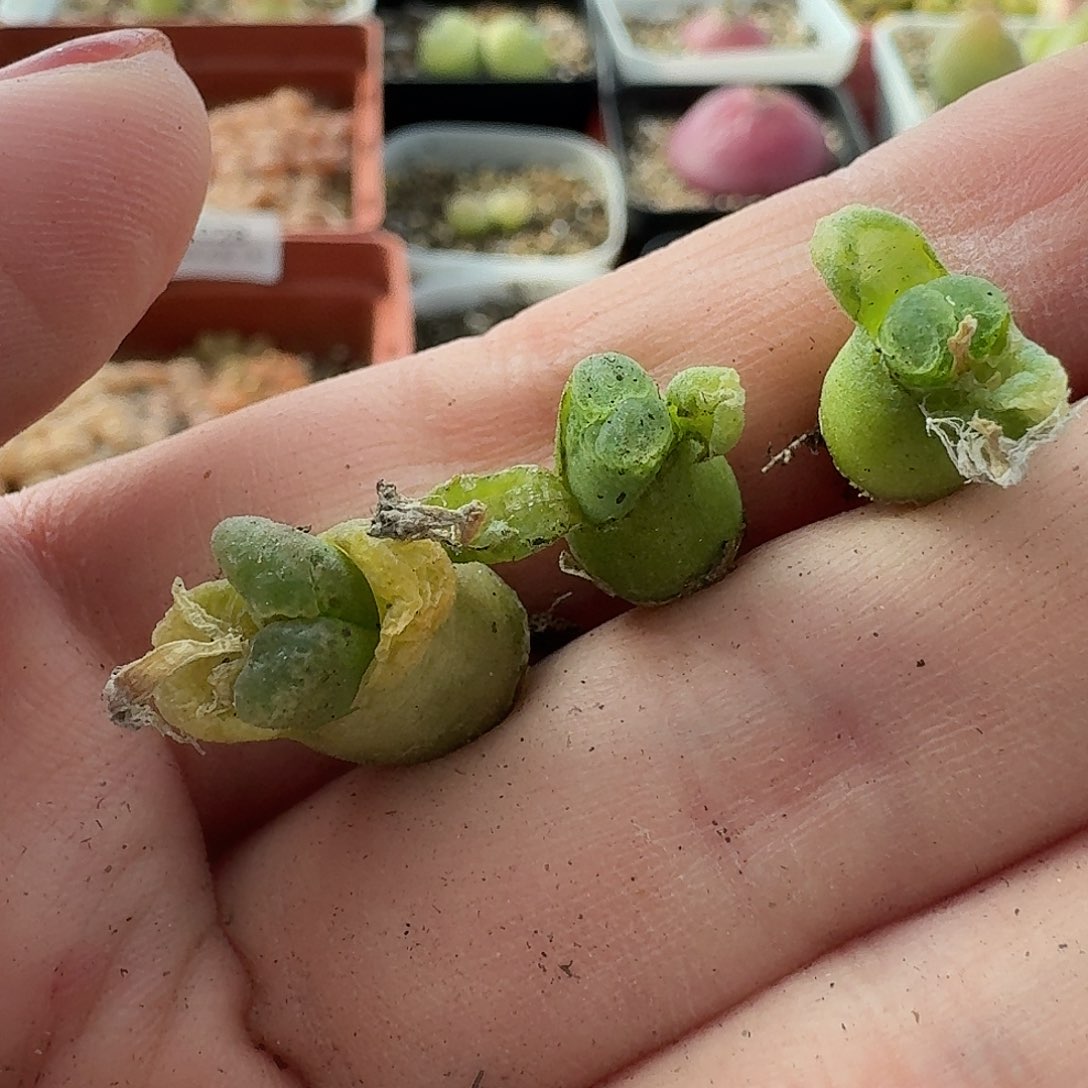 老马生石花小奶瓶1013