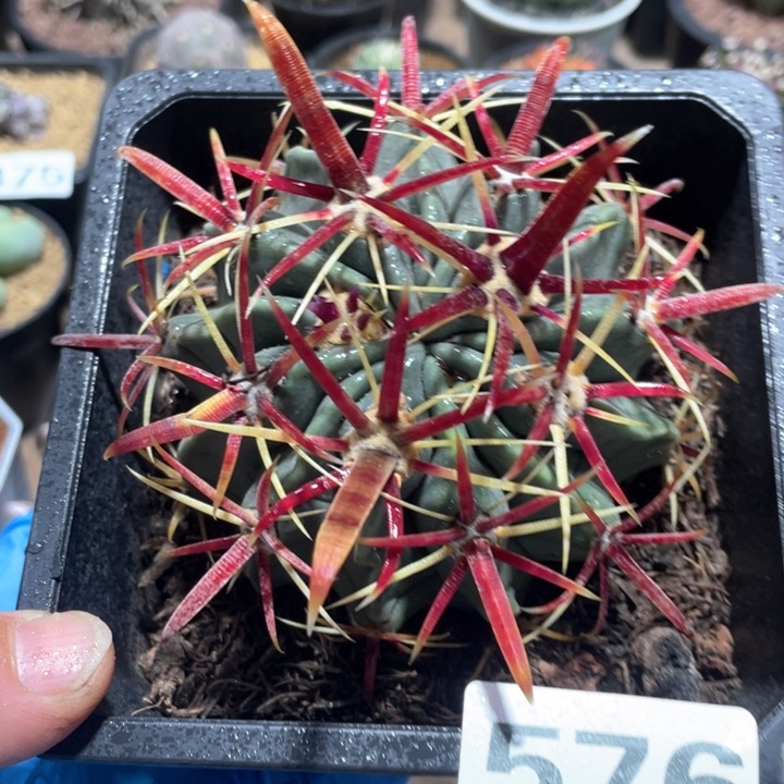 576实生宽刺日出