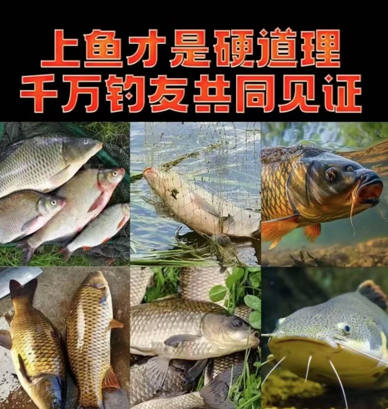 主播同款饵料【拍一发10包】一包搞定饵料腥香饵黑坑江河湖泊