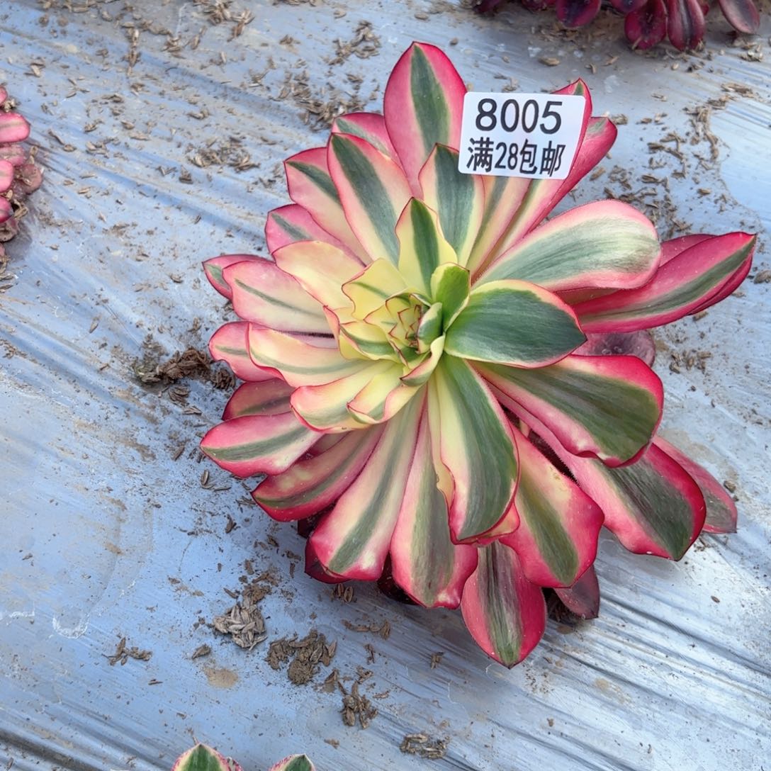 N. 8005阿波罗多肉