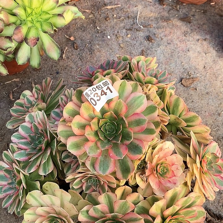 0341 一颗雨何（断指不包售后）