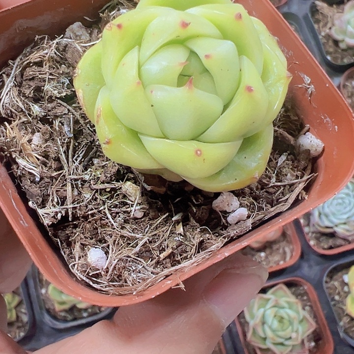 随缘精品多肉植物大战僵尸先生