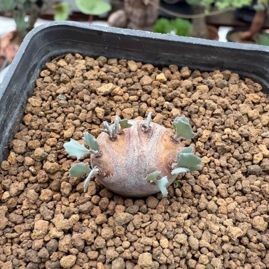 格加厚墩菊319(产地