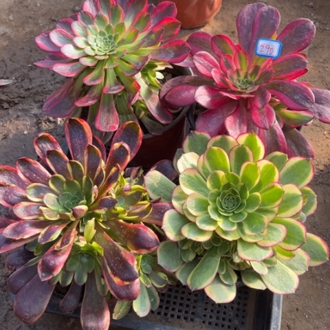 290多肉植物组合