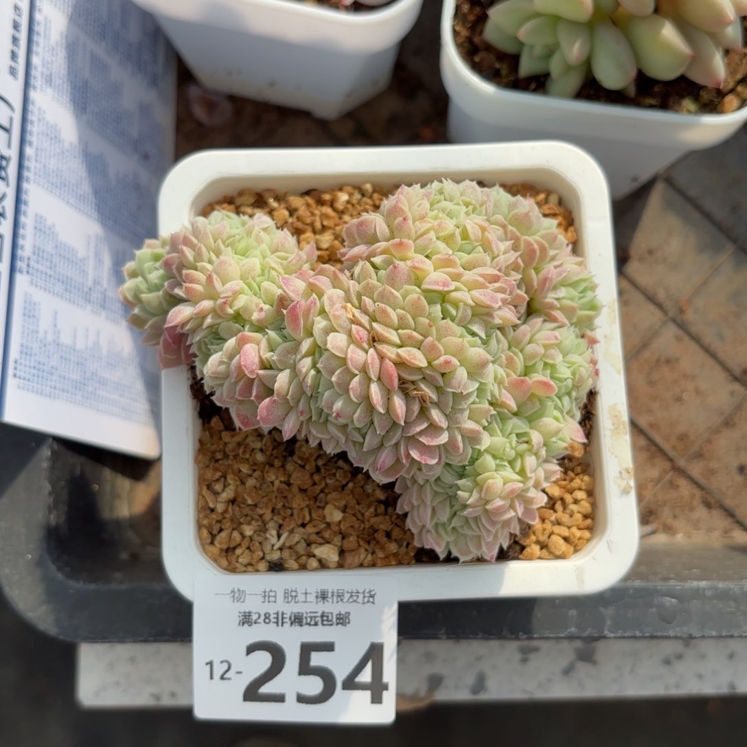 羊脂球缀化一物一拍