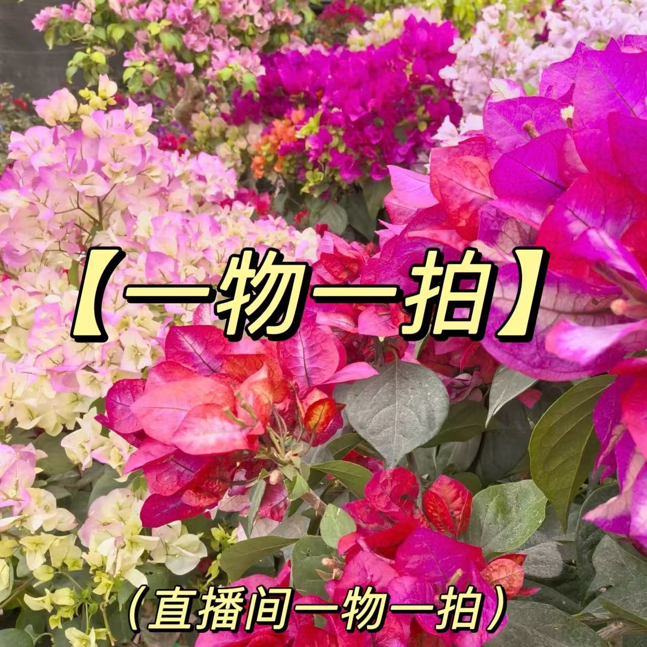 23【彩花三角梅】室内外阳台露台庭院盆栽地栽四季勤花绿植