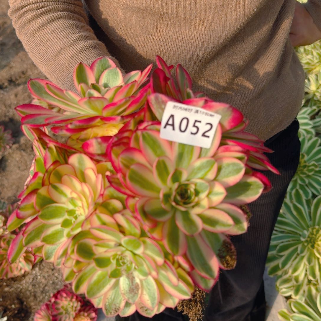 052荔枝。多肉植物