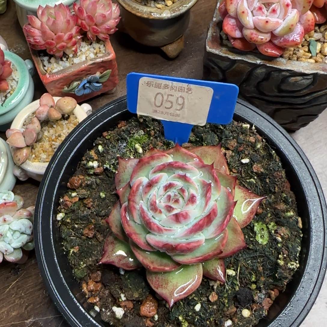 肉肉植物惊鸿仙子