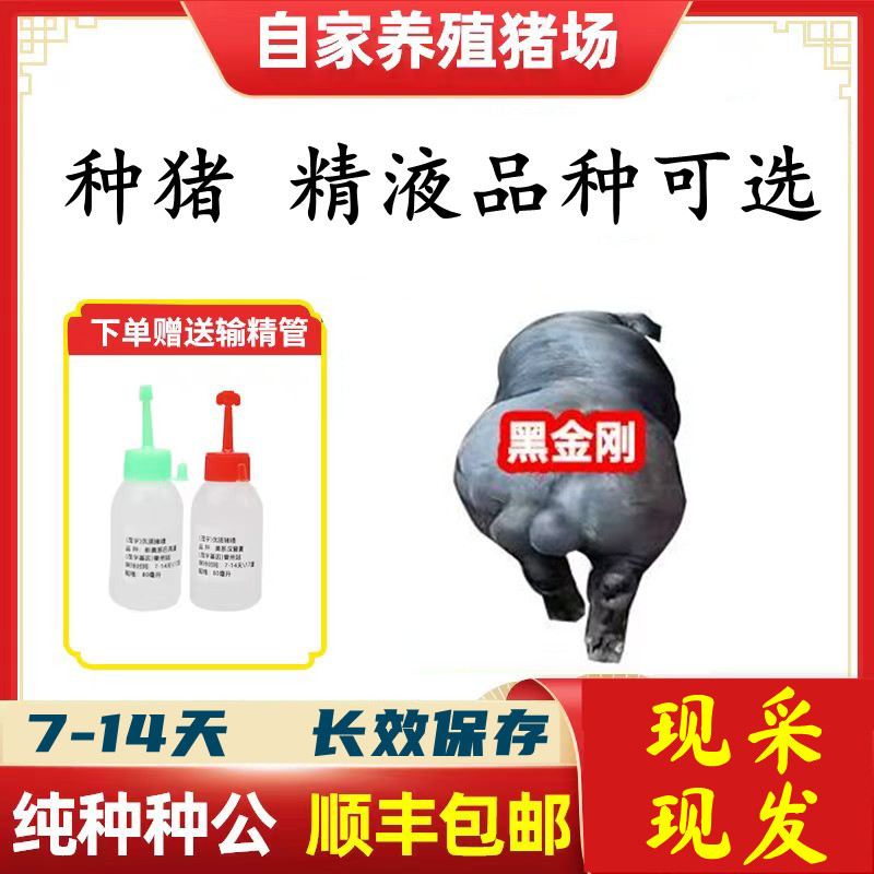 【黑金刚】种猪优质精液批发品种可选一件包邮原种恒温箱发货包对版