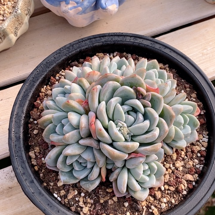 雪媚娘 韩货精品