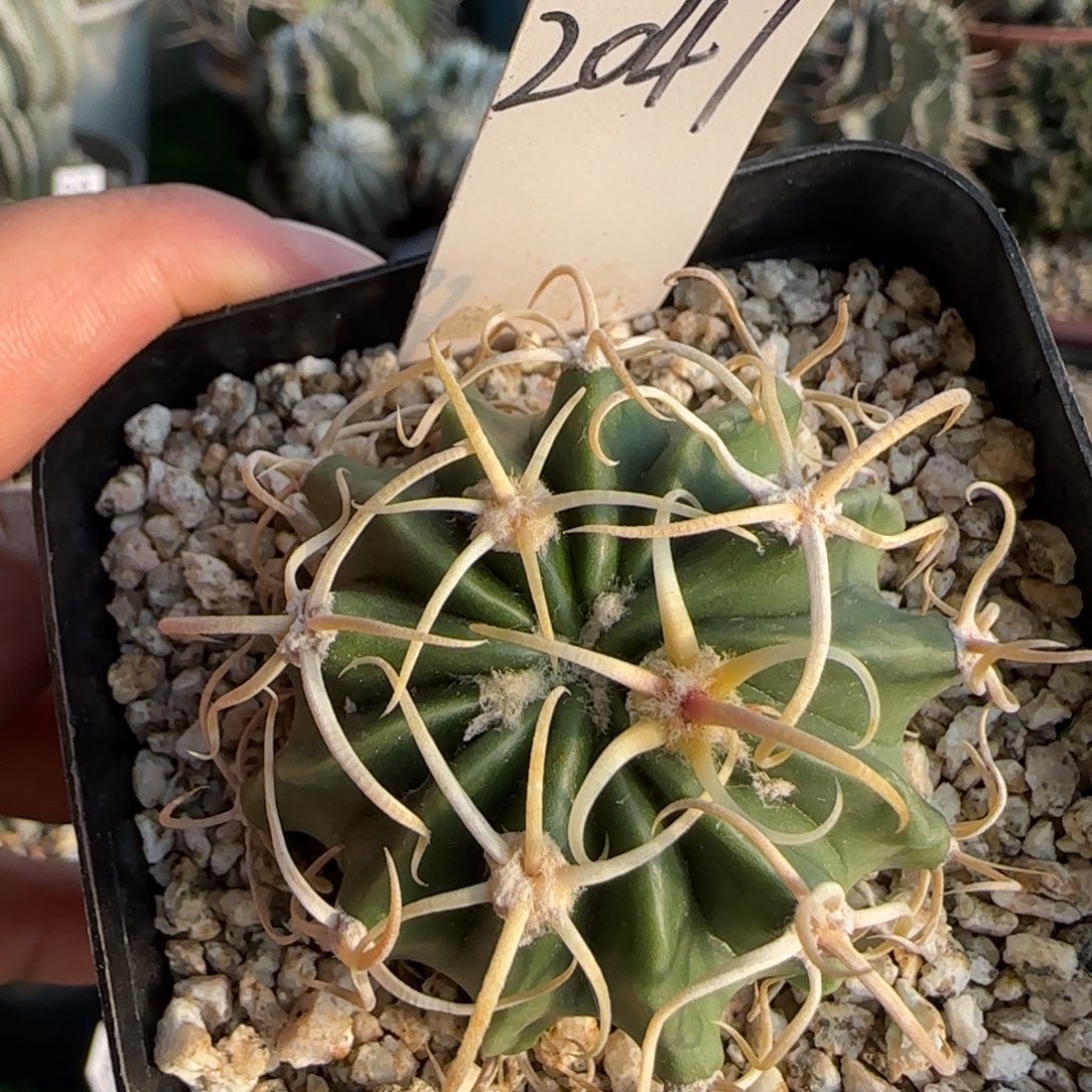 2047脱土发 实生 仙人球