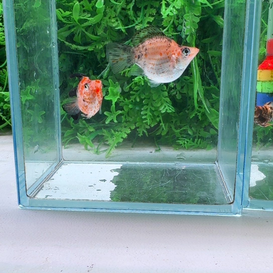 黑玛丽鱼116号玛丽2条