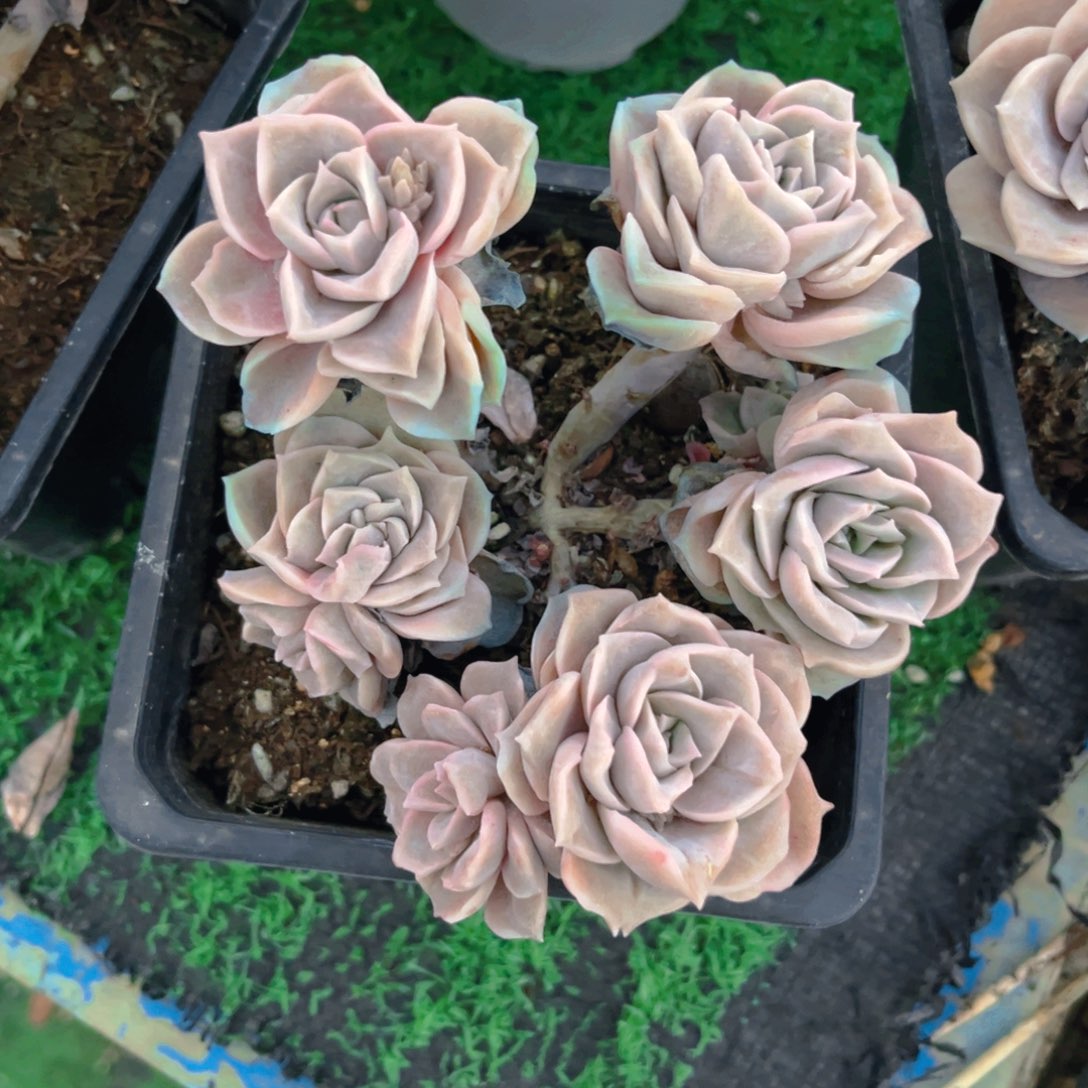 偶****可爱玫瑰888888888888