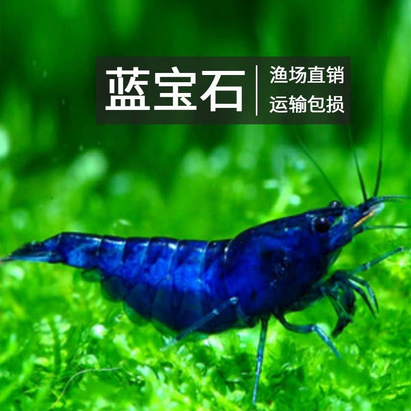 蓝宝石等多种观赏除藻虾