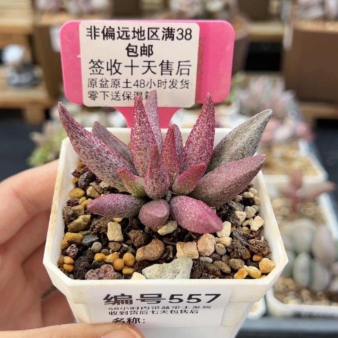 557猪尾巴多肉植物