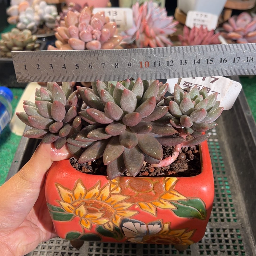 表妹精品多肉植物117.