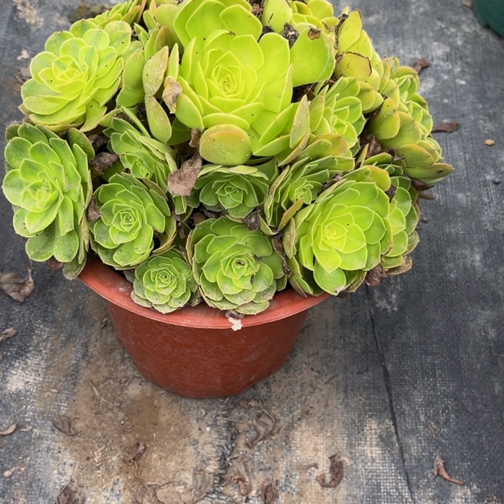 263雨荷多肉植物法师