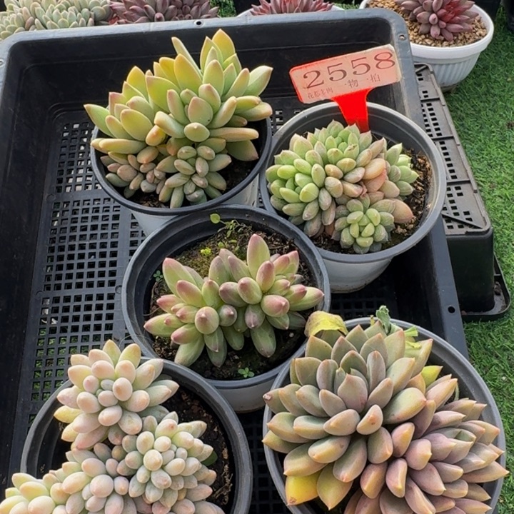 2558多肉植物一物一拍