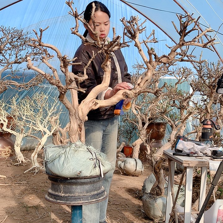 嗨***全部花朵Jinyinhua8888888