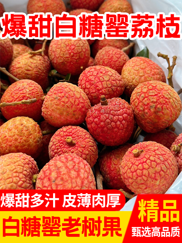 【EMS空运/顺丰/京东包邮】广东湛江白糖罂荔枝13g-25g大果冷链包邮