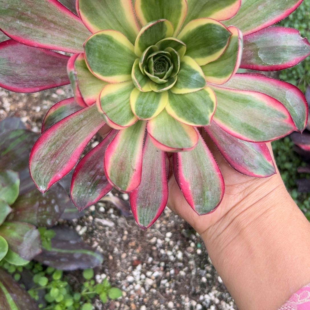 89烈焰多肉多肉多肉