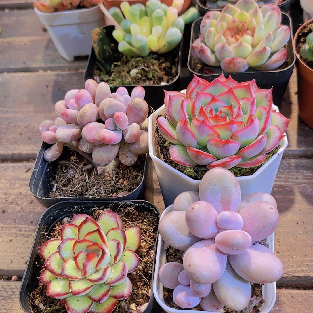 桃蛋➕侧影➕肉酱玫瑰➕原始奶酪