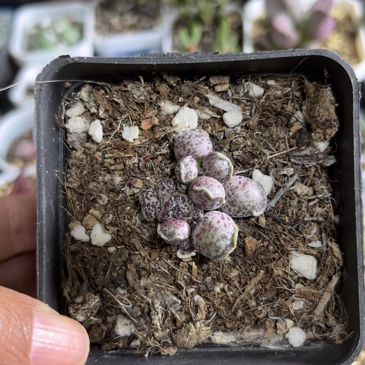 麦****697 达摩海豹水泡