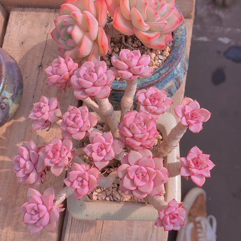 【闪购商品】彩虹红粉泡芙