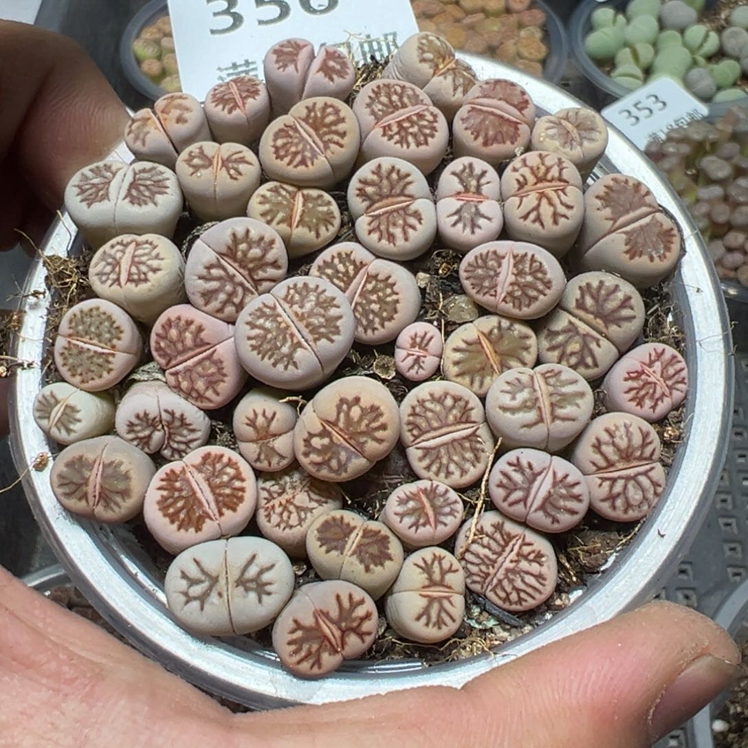 【闪购商品】 356。    