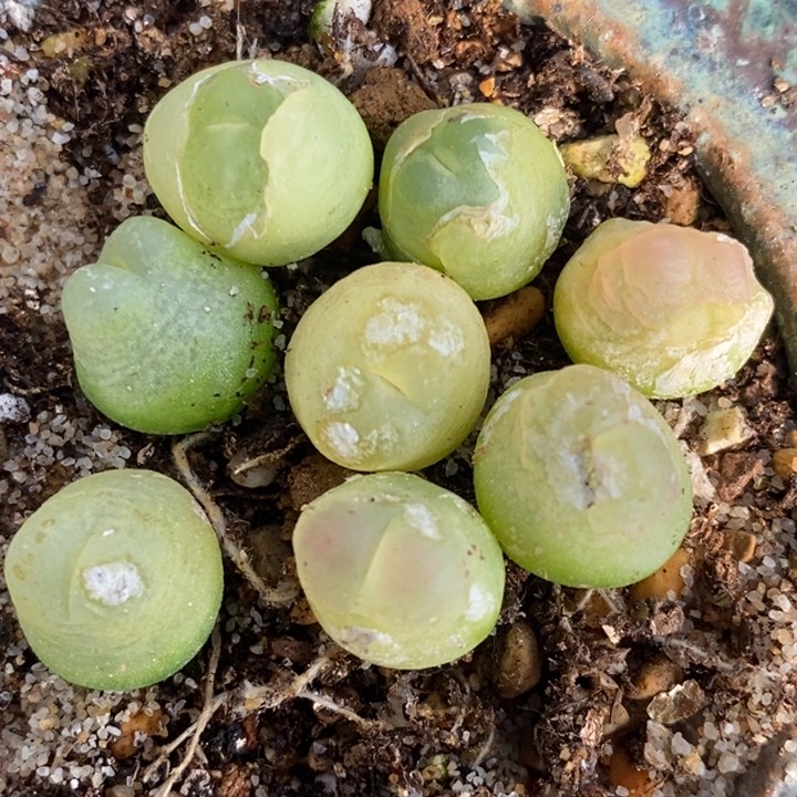 1656一组有伤一组