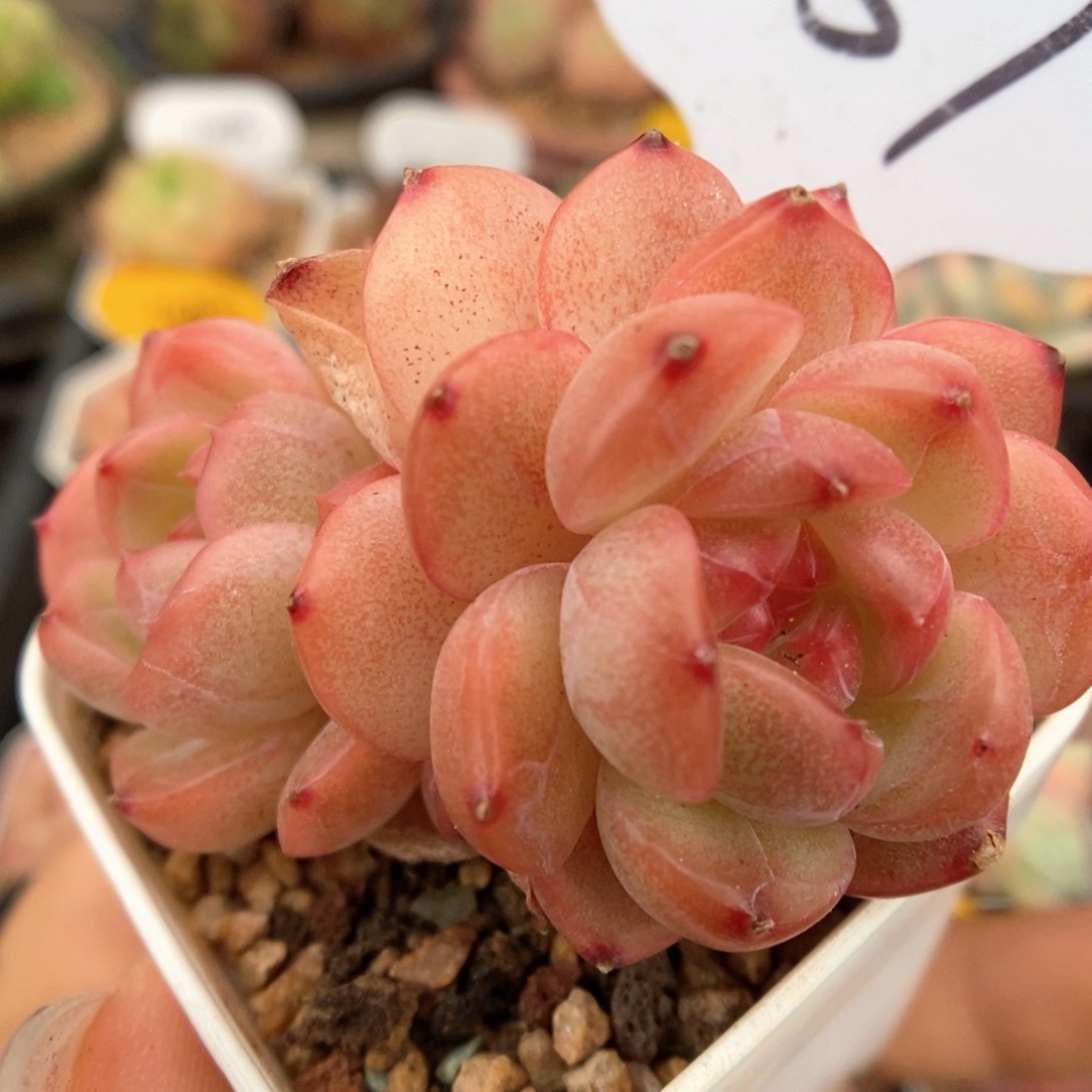 琴心可拍537号。    