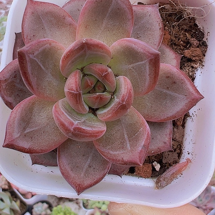 夜魔侠19包邮多肉植物