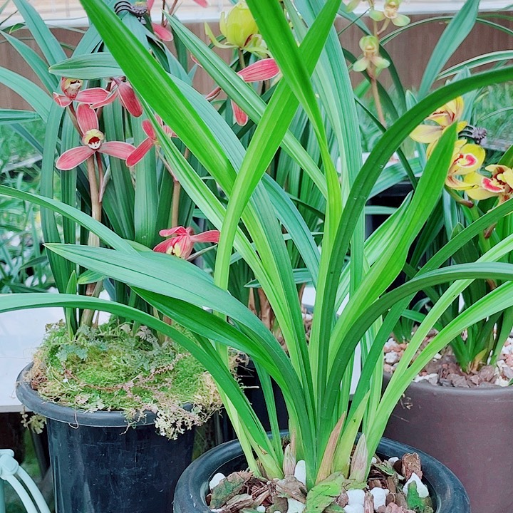 吖***！完全开放一物一漂亮