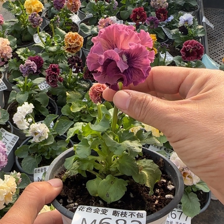 无花朵M682小苗默认苗晃零下5勿拍