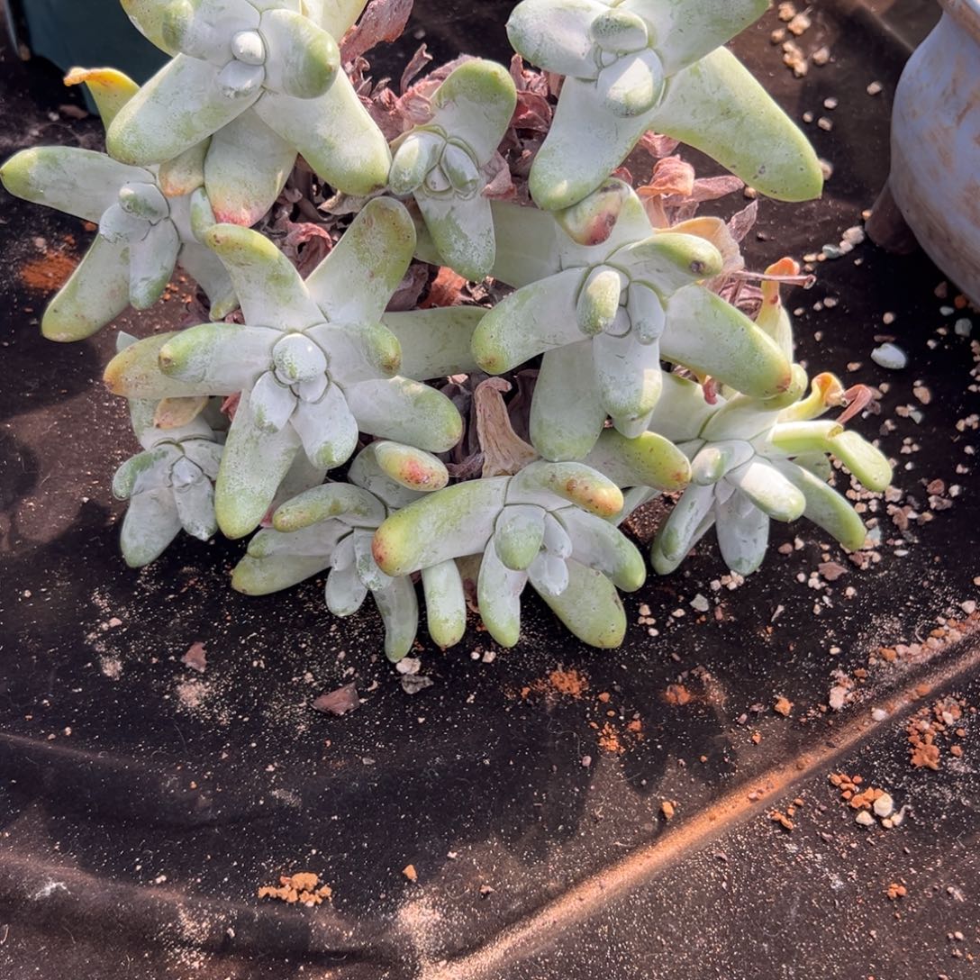 皖***y谢谢姐姐～一物一拍664