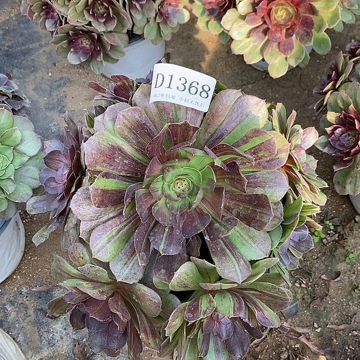 1368花月夜多肉不周正