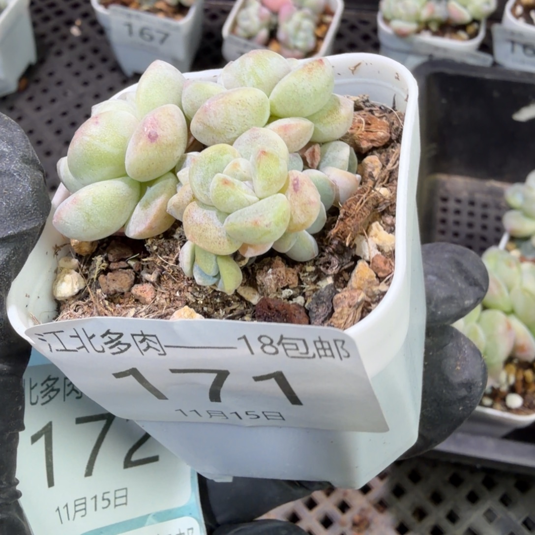 171 号江北多肉到手1框
