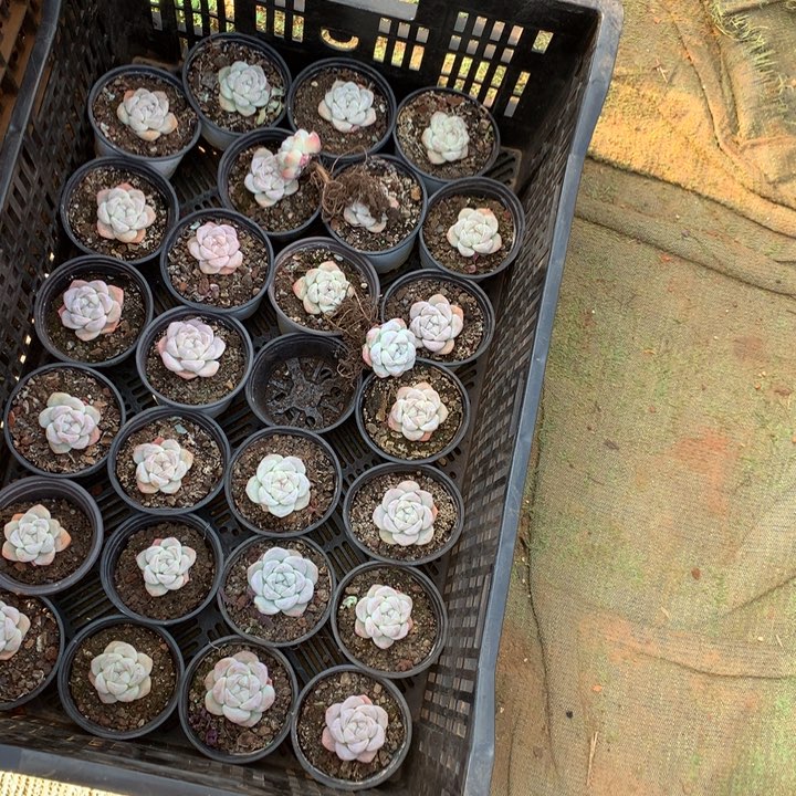 单头冰玉7颗两单包邮