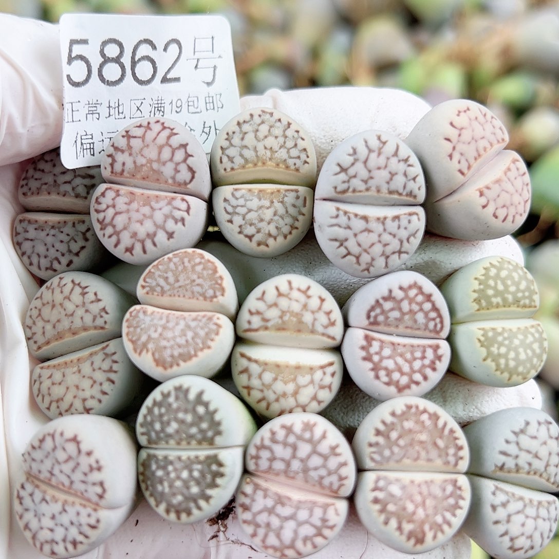 5862 好养易活生石花大母本15个